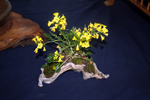 SBA-National Bonsai Exhibition 2014 (48).jpg